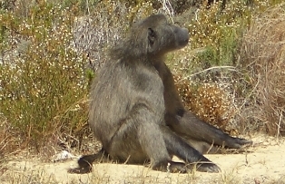 Foto huscholz, Jan. 2006