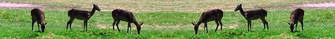 Foto huscholz, Jan. 2006